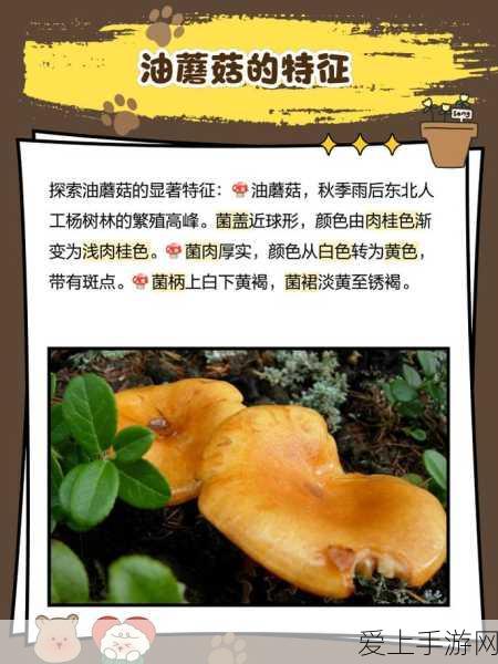 17c555黑料蘑菇:探索17c555黑料蘑菇的神秘特性与健康价值