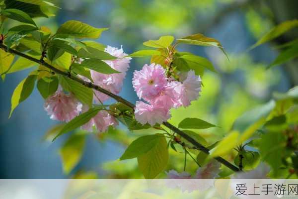 漾出oⅴerflower樱花:绽放樱花的浪漫时光,感受春日的温柔与美好