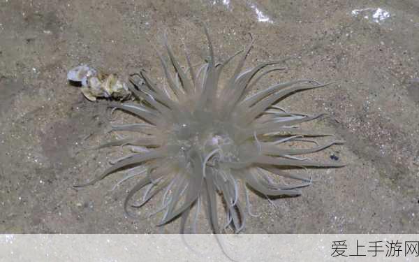 香蕉海葵鲍鱼绿巨人茄子:探索香蕉海葵与鲍鱼的奇妙世界,解析绿巨人茄子的营养价值