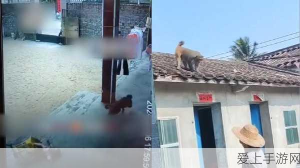 两个人生猴子不盖被子
