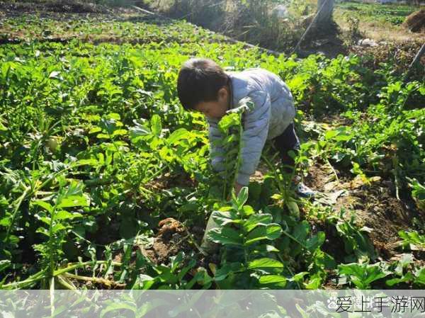 亲吻拔萝卜原生不:亲吻与拔萝卜:爱与努力的奇妙交织