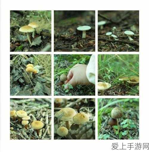 蘑菇视频隐藏路线:探索蘑菇视频的隐秘通道与新奇体验之旅
