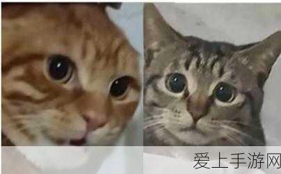 哈基米:哈基米的成长之路:从青训到国际足球明星的蜕变
