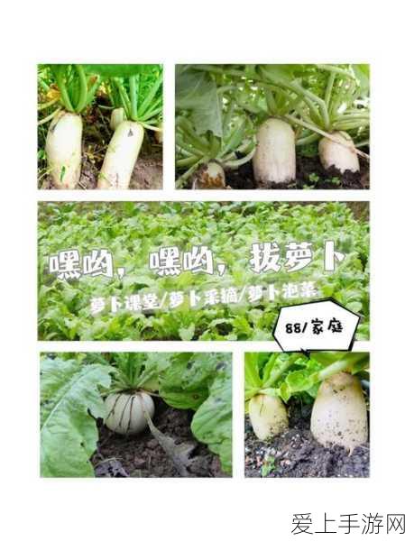 光腿拔萝卜:光腿拔萝卜:乡村生活的乐趣与挑战探秘