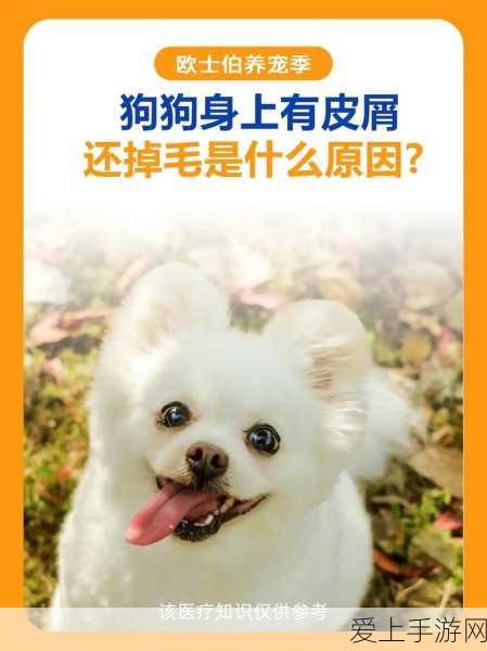 人狗胶配方大全狗狗一天吃多少:全面解析人狗胶配方及狗狗每日食用量建议