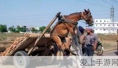 人马畜禽共性关系：人马畜禽共性关系的多维探讨与生态价值分析