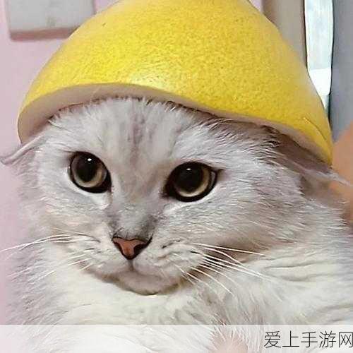 柚子猫圣诞节的礼物在线观看高清：高清在线观看拓展柚子猫圣诞节专属礼物的精彩内容