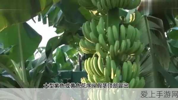 香蕉 APP人口:拓展香蕉:探索新鲜水果的无限可能与美味之旅