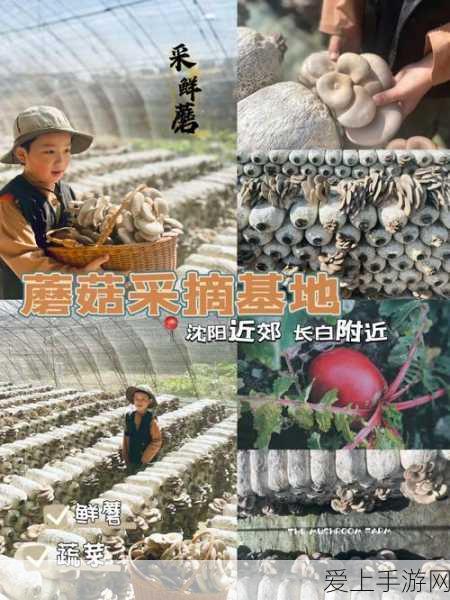 精产国蘑菇品一二三产品区:精产国蘑菇品一二三产品区全面拓展与升级展示