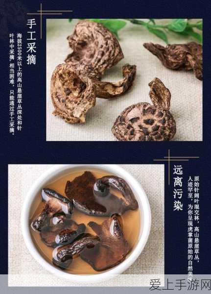 精产国蘑菇品一二三产品区:精产国蘑菇品一二三产品区全面拓展与升级展示