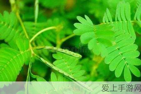 DNF手游，揭秘一觉之证的终极用途与珍贵价值