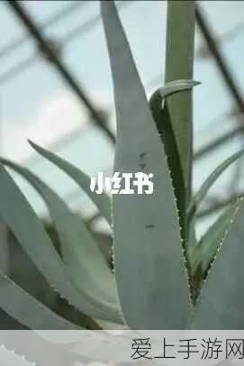 金铲铲之战S8赛季深度攻略，揭秘决斗劫登顶天梯的最强搭配与实战技巧