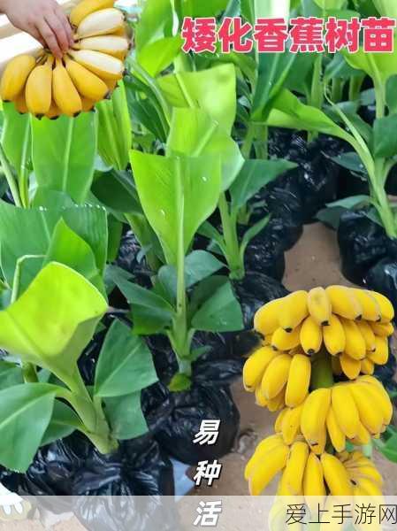 惊人揭秘，孤岛惊魂 5 核弹竟由 4 代主角投放！