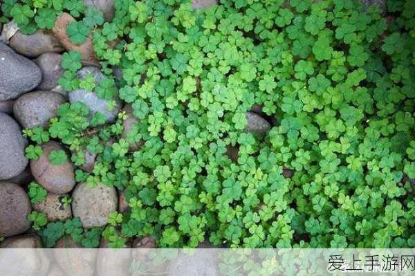 天空之城大挑战！植物大战僵尸2第11关通关秘籍揭秘