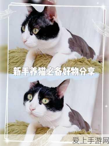 宝可梦大集结，揭秘沙奈朵强大技能组合，战场上的心灵掌控者