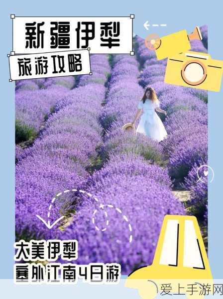 QQ 炫舞宠物培养秘籍，重点锁定这几只
