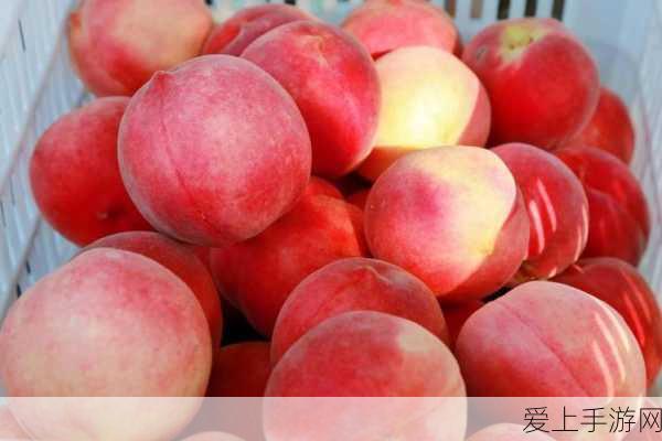 锚点降临顶尖阵容搭配攻略，解锁战斗新境界