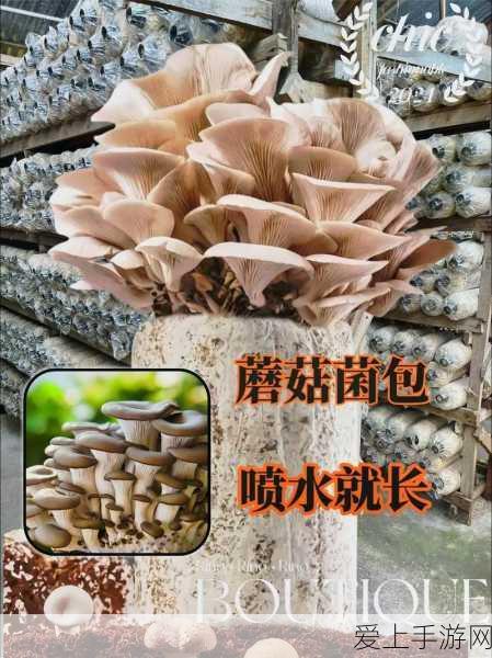 崩坏，星穹铁道云璃星魂抽取指南及技巧大揭秘