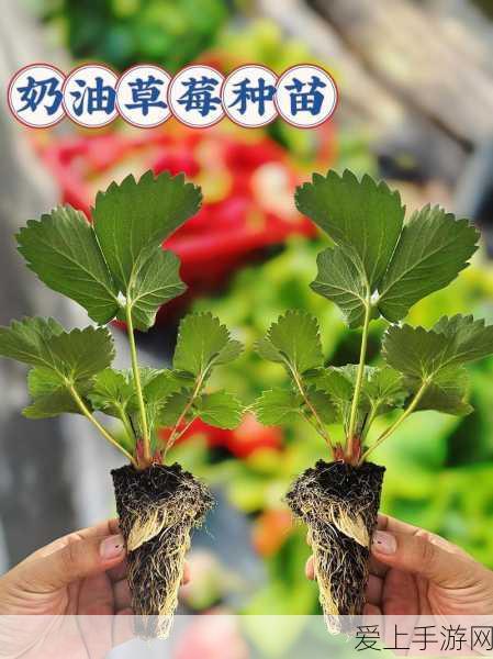 草莓 视频链接:“探索草莓的奇妙世界,教你如何种植与采摘!”