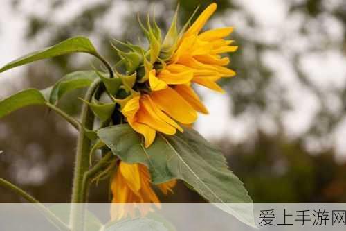 第五人格溯洄系列皮肤是否会迎来返场？详细解析与期待
