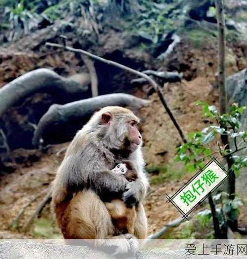 天涯明月刀手游，解锁角色好感度秘籍，轻松查看与提升技巧