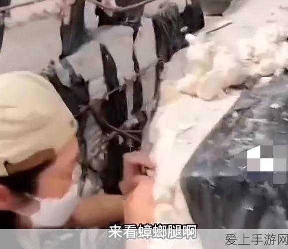 DNF缪斯职业全攻略，解锁护石符文完美搭配，征服阿拉德大陆！