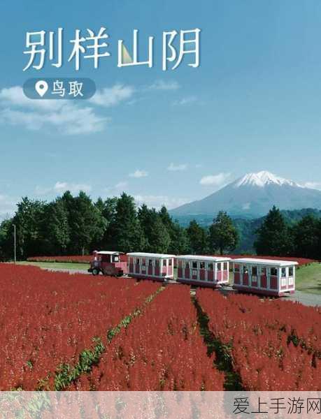 王者荣耀 2024 抖音直播开放时间大揭秘，精彩不容错过！
