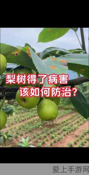 王者荣耀深度攻略，解锁老夫子高伤害输出的秘密