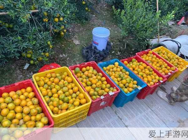 航海王强者之路，艾尼路顶尖阵容搭配策略与实战技巧揭秘