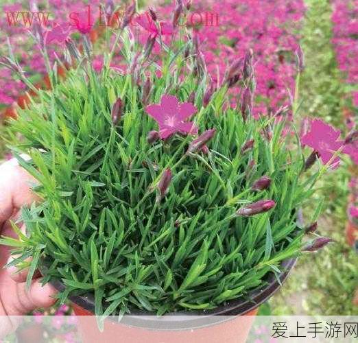 奥比岛手游夜西小摊活动深度解析，玩转集市，赢取珍稀奖励全攻略