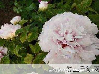 泰拉瑞亚，探秘脓血乌贼的神秘藏身之处
