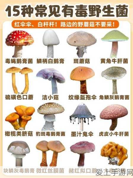 归龙潮空阁绝音，揭秘高效完成花絮任务攻略