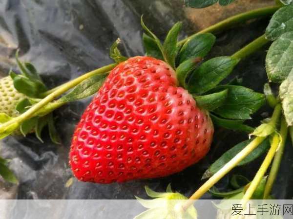 阴阳师妖怪屋，香蕉大作战活动全攻略，赢取稀有式神不是梦！