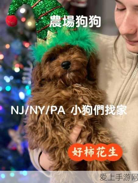 荣耀Magic7 RSR保时捷版震撼发布，奢华与性能的极致碰撞