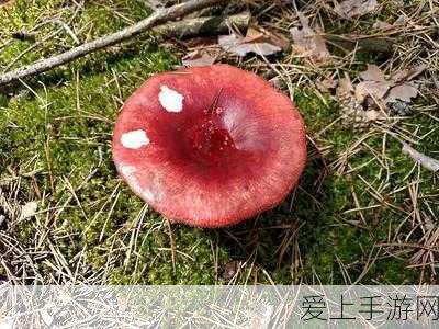 王者荣耀王者模拟战，射手阵容搭配全攻略，助你称霸棋盘