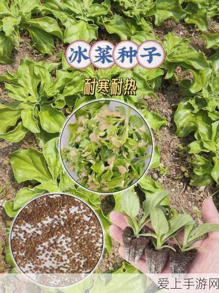 不思议迷宫男巫刷图攻略男巫如何高效刷不思议迷宫
