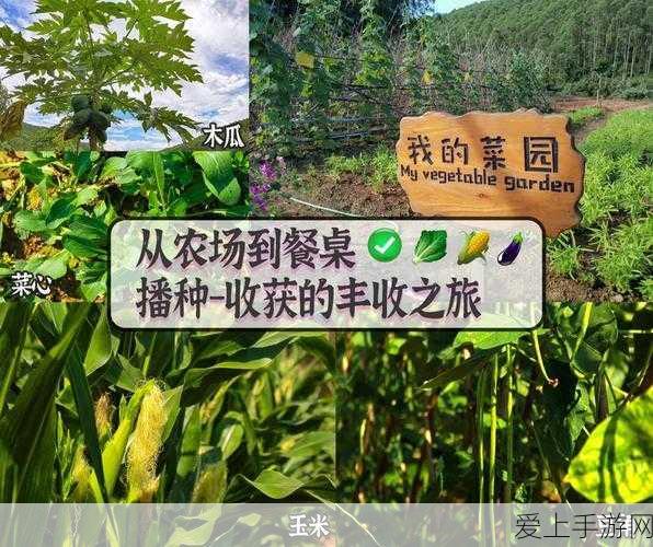 崩坏3深度攻略，揭秘第四章EX关卡通关秘籍，策略与技巧大比拼