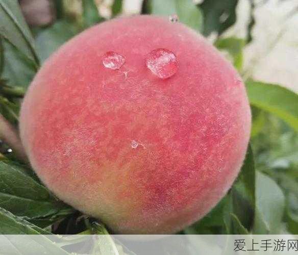 航海王热血航线深度攻略，解锁白色贝雷帽训练任务全技巧