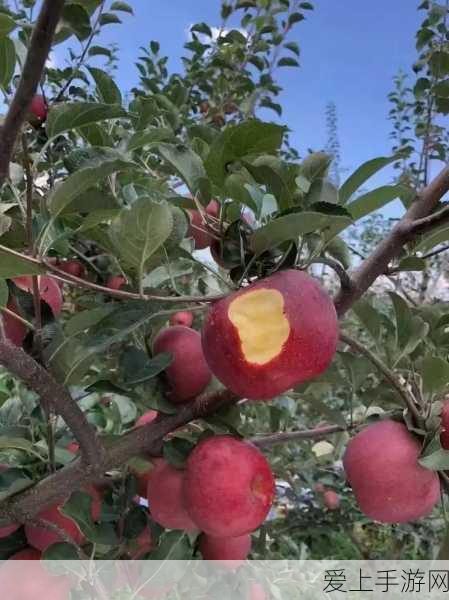 哈姆雷特生存艺术，饥荒哈姆雷特基地高效布局攻略