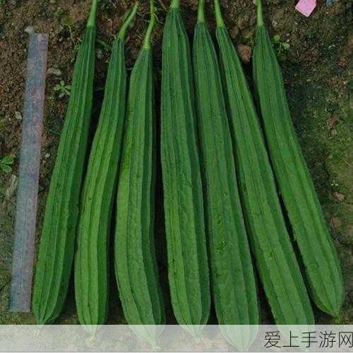 炉石传说古墓怪谭全攻略，解锁神秘宝藏，征服古墓挑战！