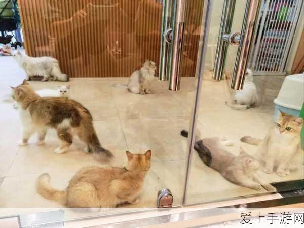 原神琴角色深度剖析，天赋技能全览与实战应用策略