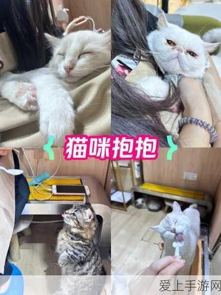 三国杀充值记录查看秘籍大公开