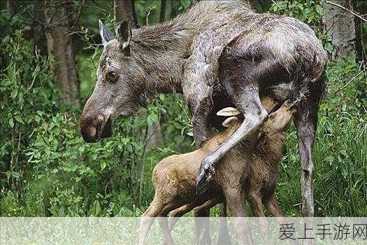 剑网 3 无界中能否携手共赴良缘？情缘系统深度解析