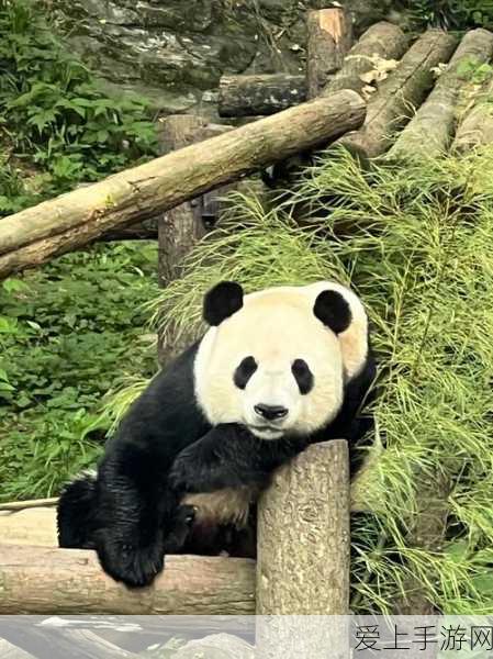 梦幻新诛仙，揭秘远古记忆，宠物技能解锁大赛震撼开启