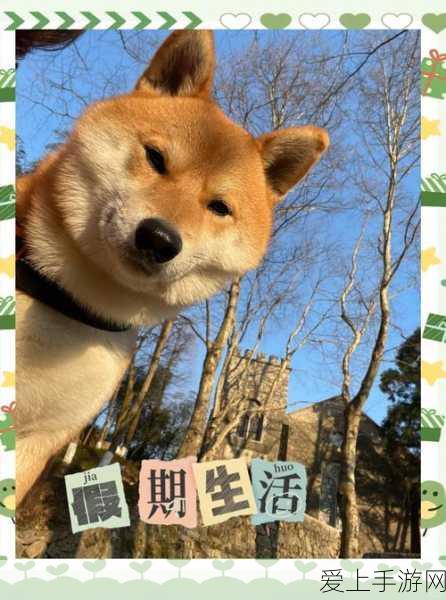AR抬头显示与数字抬头显示，手游体验新境界的深度对比