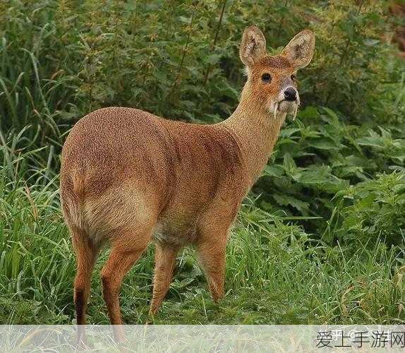 D2D通信技术，革新手游体验，开启玩家间无缝互动新时代