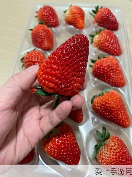新月同行，震撼 T0 角色排行榜大揭秘