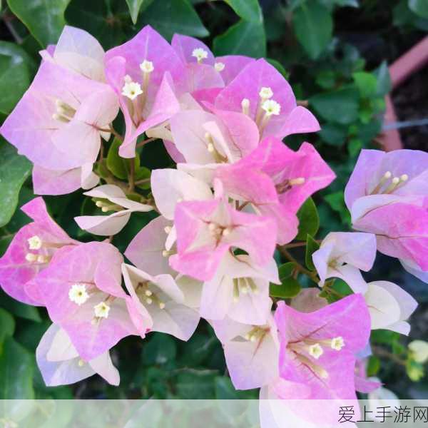 手游界震撼！一梦江湖惊现24万天价服饰，天价道具引发热议