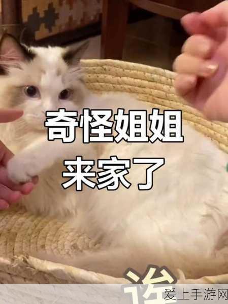 云裳羽衣2-8关卡通关攻略，解锁完美剧情搭配秘籍