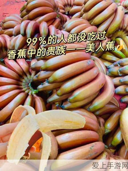 西游记大话女儿国新手速成秘籍，解锁女儿国奇遇之旅